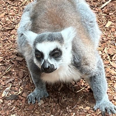 sugmaligmapanda's profile picture. 