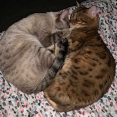 Gaïa et Yuki, deux bengales qui vivent leur vie ☺️🐈