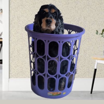 Jucãoさんのプロフィール画像