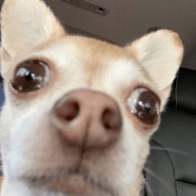 kwaestro's profile picture. 에 반가?