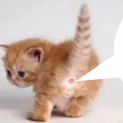 thpatheticgf's profile picture. ♀️☭🏳️‍🌈🇵🇸🍉 | saçlarına kan gülleri takayım