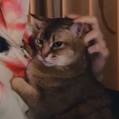 ˙ᘧ ͜ ˙ ꕀ 강비몬 | เบบี๋เน่วโฮ่งๆ