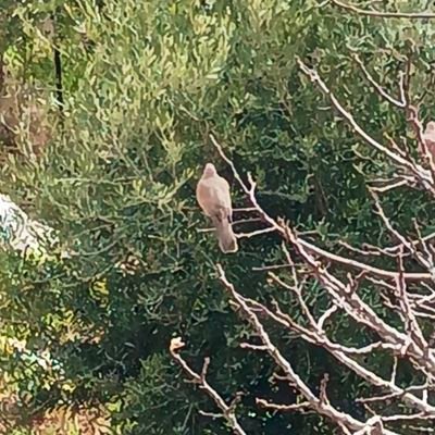 Aliyucell31's profile picture. adım ali iskenderundayım 34 yaşındayım olgun birim  temiz ve bakımlıyım  evli çift ve tek bayanlar