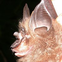 bat box 🔞 (@batboxxart) 's Twitter Profile