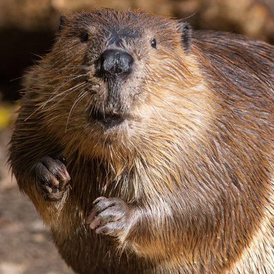 Bill the Beaver π¨π¦ Profile