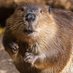 Bill the Beaver 🇨🇦 (@truenorthstr0ng) Twitter profile photo Bill the Beaver 🇨🇦 (@truenorthstr0ng) Twitter profile photo