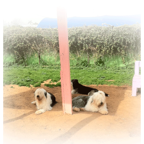 dogstransport's profile picture. 