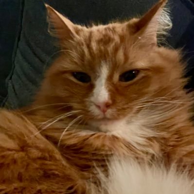 BrunetteLifts's profile picture. If you didn’t love Charlie Kirk, go away; you won’t like it here.