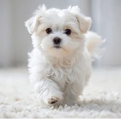 Jorge9239930442's profile picture. Kind friendly and super smart