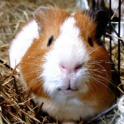 Xiaomi_rule34's profile picture. Osu mania player, furry lover and photographer

osu profile:
https://t.co/ddTqLhUxxK