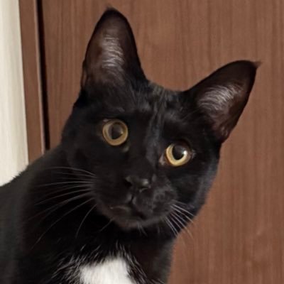 superbooyan's profile picture. ３匹の猫とおもちゃ
