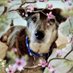 Spocki und immer bei uns Seelenhund Dorkas 🌈🖤💔 (@spockisenfhund) Twitter profile photo Spocki und immer bei uns Seelenhund Dorkas 🌈🖤💔 (@spockisenfhund) Twitter profile photo