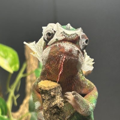 ma9roke's profile picture. 爬虫類アカとして使います。苦手な方は外してください。爬虫類達と楽しく暮らしてます。2025年はボールの繁殖が目標。爬虫類好きな方は仲良くしてもらえたら嬉しいです。無言フォロー失礼します。