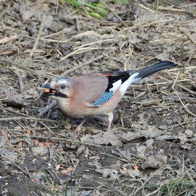 steve_straw's profile picture. Shepshed Dynamo & Birder