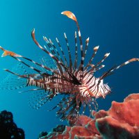 lionfish7777 (@lionfish7777) 's Twitter Profile