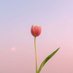 Flowers (@dailyflowersx) Twitter profile photo Flowers (@dailyflowersx) Twitter profile photo
