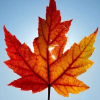 Proud True Maple 🇨🇦 (@elbowsupcanada) 's Twitter Profile