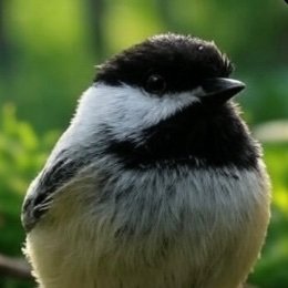 GiovanniPaludi's profile picture. Parody Account