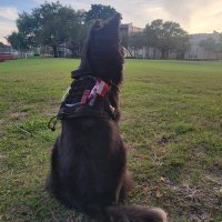 Le0ncio (@le0ncios) 's Twitter Profile