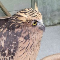 にょ (@14cm_orokamono) 's Twitter Profile