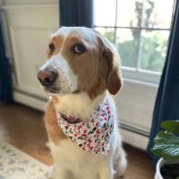 DrDoggyballs (@georgje) 's Twitter Profile