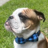 Austin Geng (@austin_geng) 's Twitter Profile