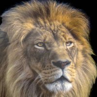 Cryptolion1010 (@cryptolion1010) 's Twitter Profile