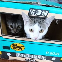 まゆ (@yuyu_21oo) 's Twitter Profile