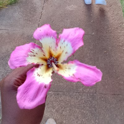 dita_deetacharm's profile picture. Machokorongo:)