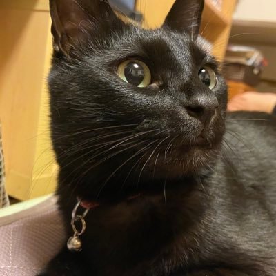 marrone_et_lily's profile picture. 子ども3人、猫2匹。刀剣乱舞と音楽と本。これが今のわたしのすべて。