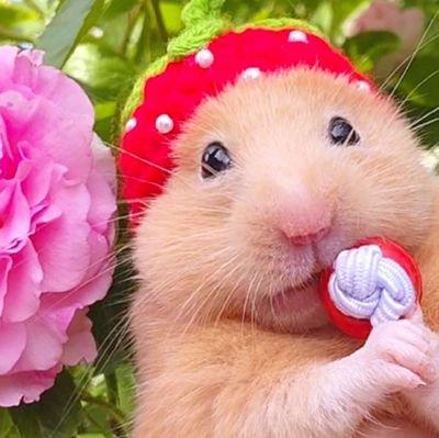 【新作グッズ登場🥰♥️】ハムスターラブちゃんのオリジナルグッズ販売始めました👑ストロベリーラブSHOPはこちら👉🔗(Strawberry_Love)のオリジナルアイテム通販 ∞ SUZURI https://t.co/7gpppkQ2lr