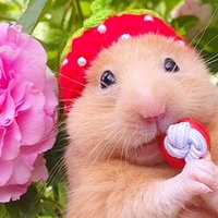 MIYU Strawberry Love🍓🐹 (@miyu_cafe) Twitter profile photo