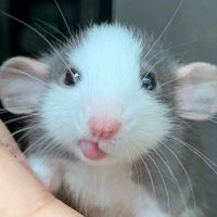 cote (@nuggetbuu) 's Twitter Profile
