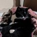 Tashi da Git Gat Cat (@tashidacat) Twitter profile photo Tashi da Git Gat Cat (@tashidacat) Twitter profile photo