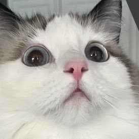 OriGoMeow's profile picture. meow meow meow meow meow meow meow meow meow meow meow meow meow meow meow meow meow meow meow meow meow meow meow meow meow meow meow meow meow meow meow meow
