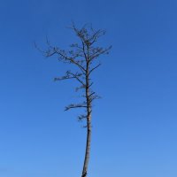 Saku (@trmldd) 's Twitter Profile