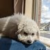 Oggie's Mommy (@cv2515068212069) Twitter profile photo