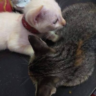 siri_sthit86878's profile picture. 