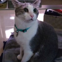 なつねこ@🐈⚽ (@natuneko_jpn) 's Twitter Profile