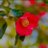 camelliatam_t