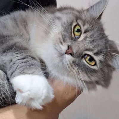 uchino_Bellchi's profile picture. サイベリアンのベル(おんなのこ)の写真を投下していきます。通称おベル、べるちぃ、べるみ など。 白い手ぶくろとくつ下がチャームポイント。無断転載を確認した場合、当該ポストの表示数×10円を徴収いたします。