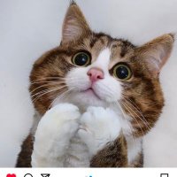 ข้าวหมูแดงให้น้อยอร่อยมาก (@suga_mylilcat) 's Twitter Profile Photo ข้าวหมูแดงให้น้อยอร่อยมาก (@suga_mylilcat) 's Twitter Profile Photo