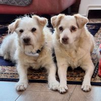 Bas And Bobbie 🐕🐕 (@basenbobbie) 's Twitter Profile