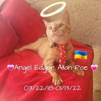 🐾💗Angel Edgar Allan Poe's Family💗🐾 (@lynnslagle42) 's Twitter Profile Photo 🐾💗Angel Edgar Allan Poe's Family💗🐾 (@lynnslagle42) 's Twitter Profile Photo