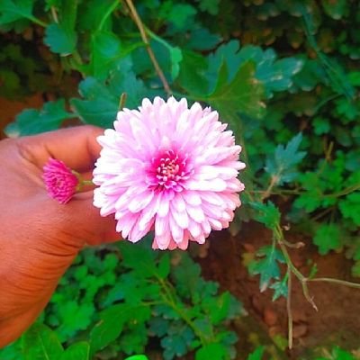 adarshsingh8616's profile picture. 