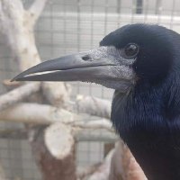 Russell Crow, His Human and Friends (@russellcrowuk) 's Twitter Profile