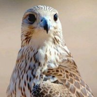 الطير (@hot_ice2u1) 's Twitter Profile