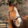 jvLVe1HRZDFTYu1's profile picture. 最推し(23歳サラブレッド)をうちの子に迎えた人。🐴愛馬の動画や写真を呟きます/🐴愛馬:ルミノックスのプロフィール🥕父:マヤノトップガン 母:ナイスコウジン(母父ナイスダンサー) MayanoTopGun’s son🍎 「ルミぽんのおみせ」⇨https://t.co/yWNreVNYQN ❤️