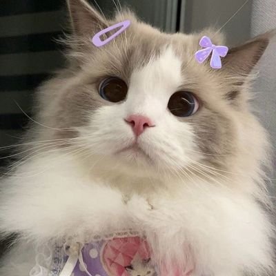 FBFB1004's profile picture. FreenBecky is everything to me.   
#srchafreen❤️#beckysangels❤️#ฟรีนเบค❤️#FreenBecky❤️