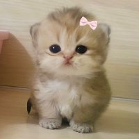 Vishwas // وشواس (@asvishwas) 's Twitter Profile